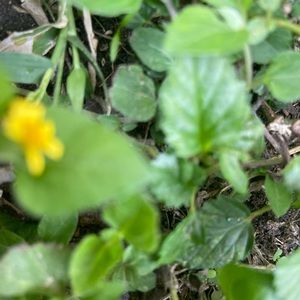 Meet your Posher, Ralyn